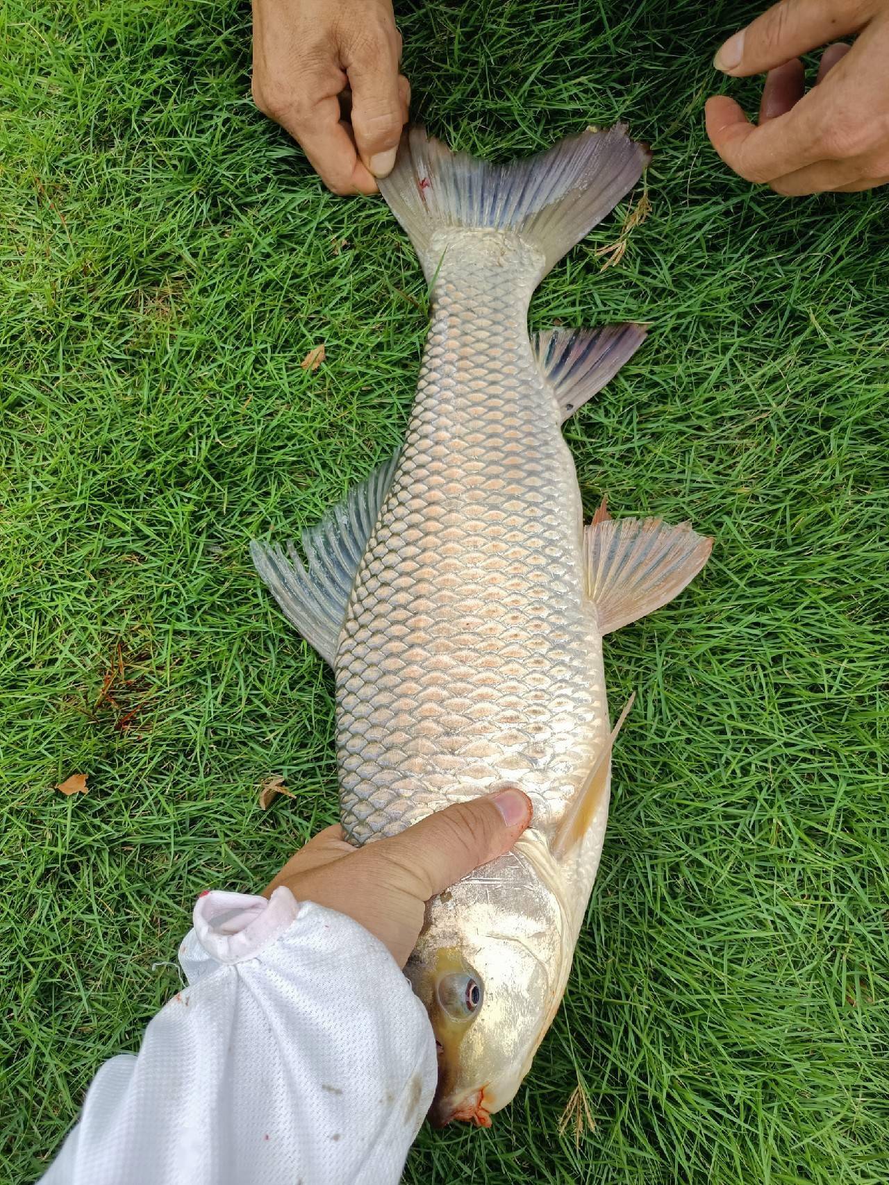 十週年城市中的野釣船過還能連竿鯿魚泰鯪