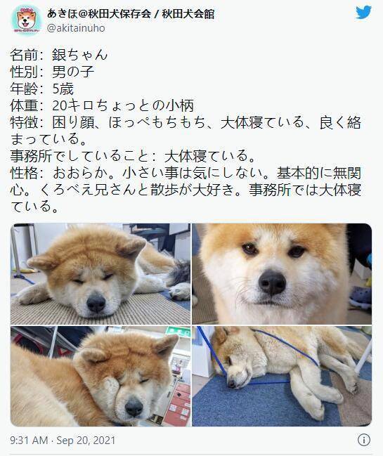 哭哭脸秋田犬表情超哀愁 掉毛程度根本不担心会秃头 脸蛋 新闻时间