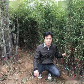 吾家门前一丛竹
