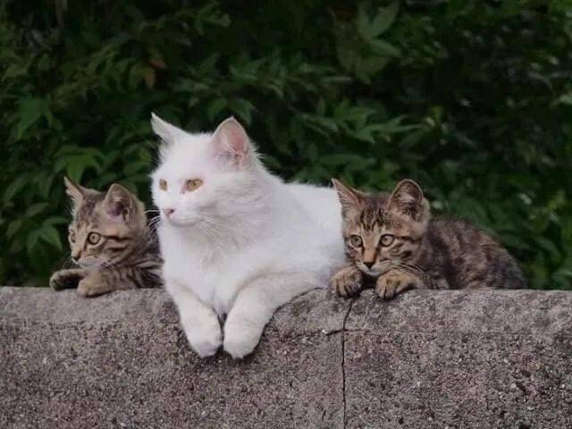 狸花猫跟白猫的串图片