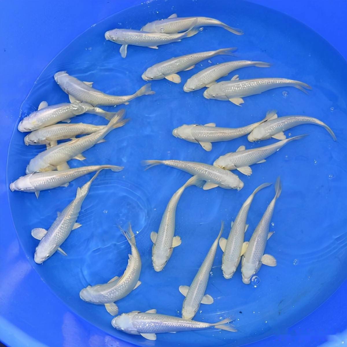 银鳞锦鲤人工繁育技术研究