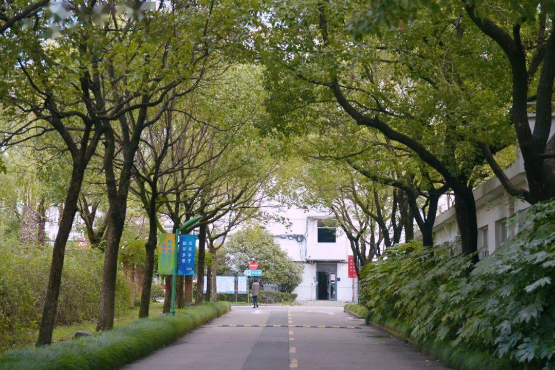 沪上高校秋景图合集来了哪个场景最打动你