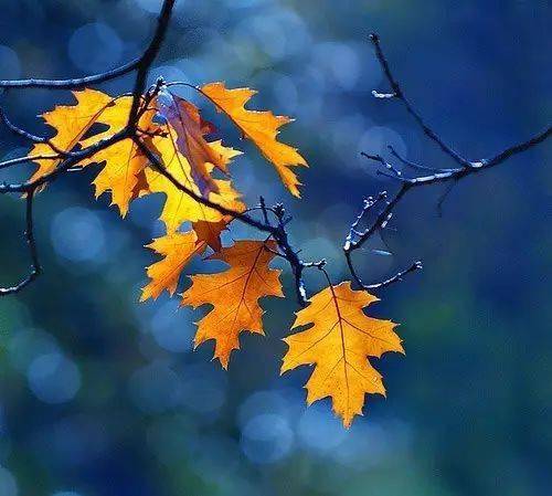 摄影秋天的落叶，怎么拍才惊艳？技巧全在这里了！