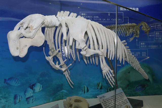 儒艮海洋生态廊道的构想:构建海洋生态廊道,保护濒危海洋生物