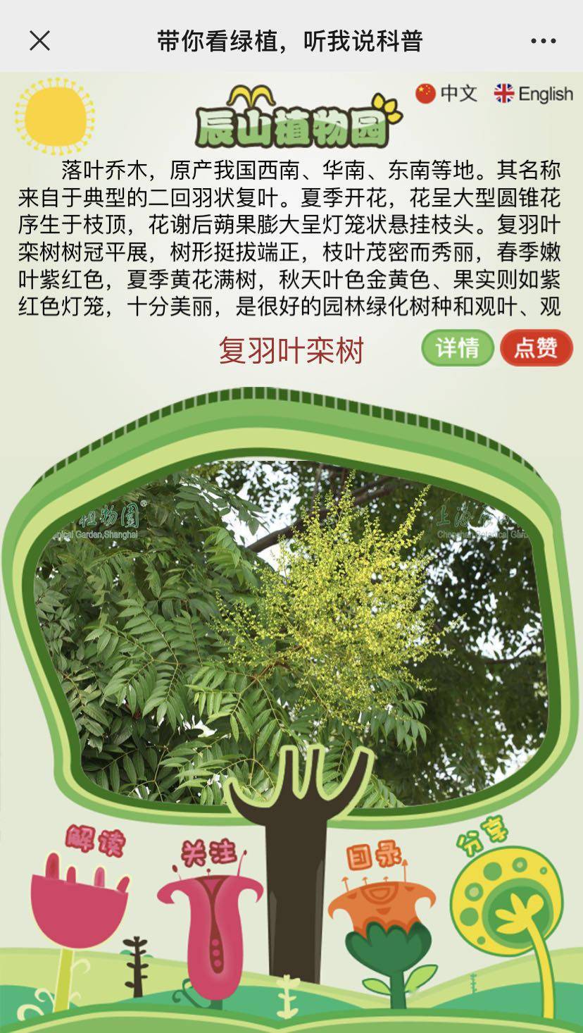 上海苏州河岸有复羽叶栾树?沿岸已有130棵树"扫码可读"_植物