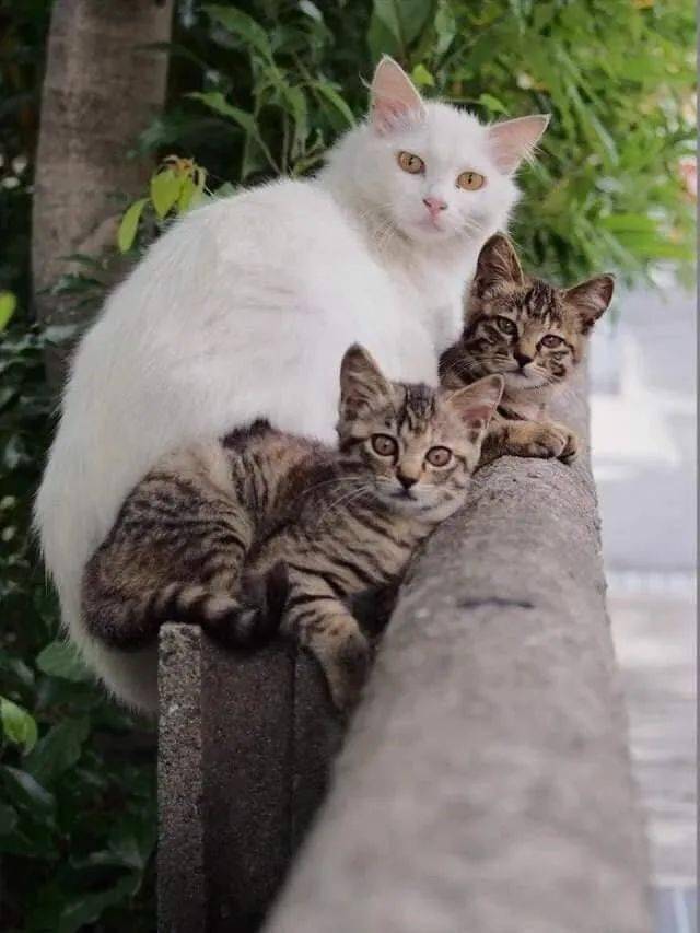 白猫妈妈带着两只小狸花猫好温馨