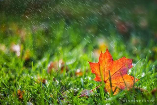 摄影秋天的落叶，怎么拍才惊艳？技巧全在这里了！