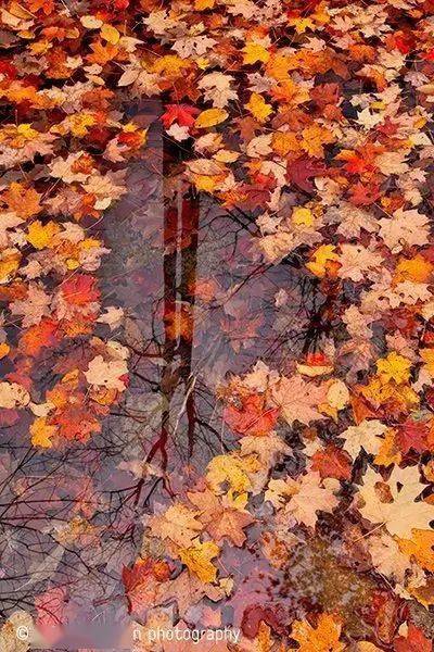 摄影秋天的落叶，怎么拍才惊艳？技巧全在这里了！