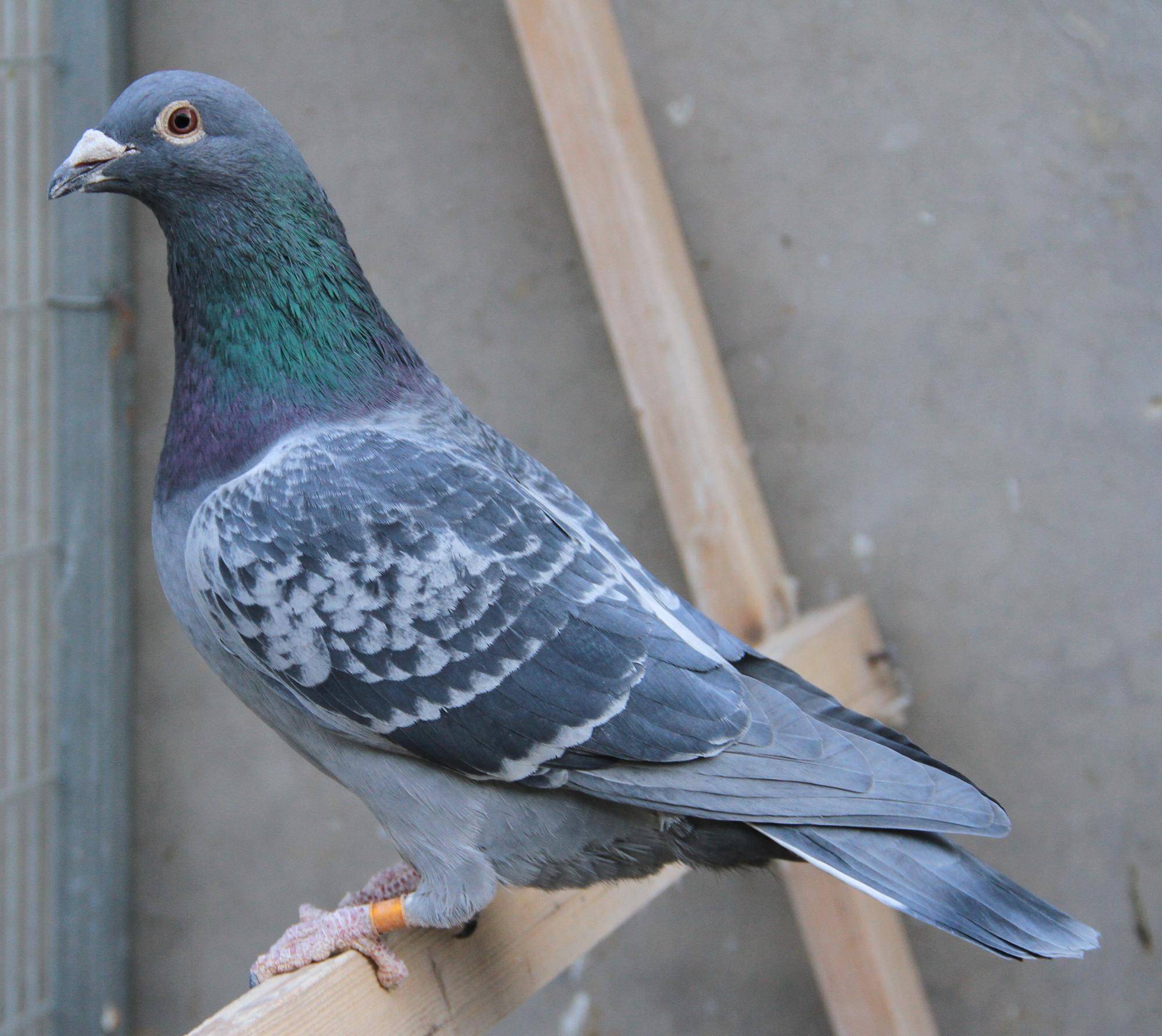 怎么做可以让你的鸽子在比赛期间不落地不乱落