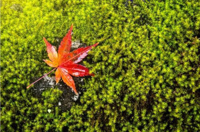 摄影秋天的落叶，怎么拍才惊艳？技巧全在这里了！