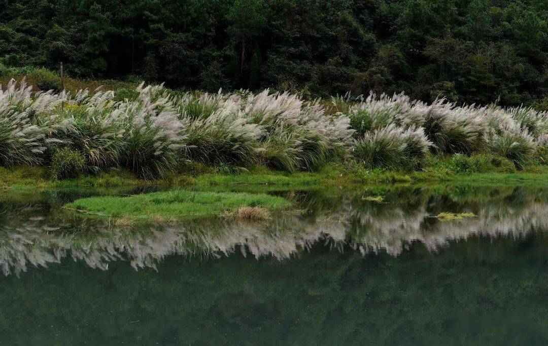 有一种柔美叫秋天的芦苇