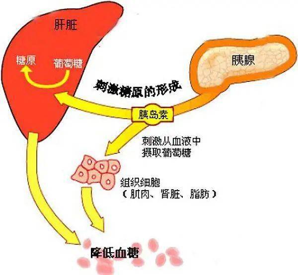 胰岛素是由胰腺分泌出来的