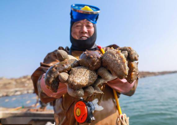 2021年10月25日,在山东省荣成市虎山镇天海湾海洋牧场海参养殖海区