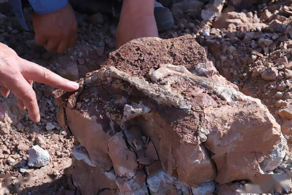 內蒙古發現較為完整恐龍幼體化石 科技 第1張
