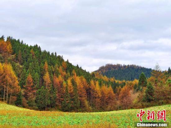 岩柱|湖北恩施大峡谷：层林尽染 缤纷绚丽