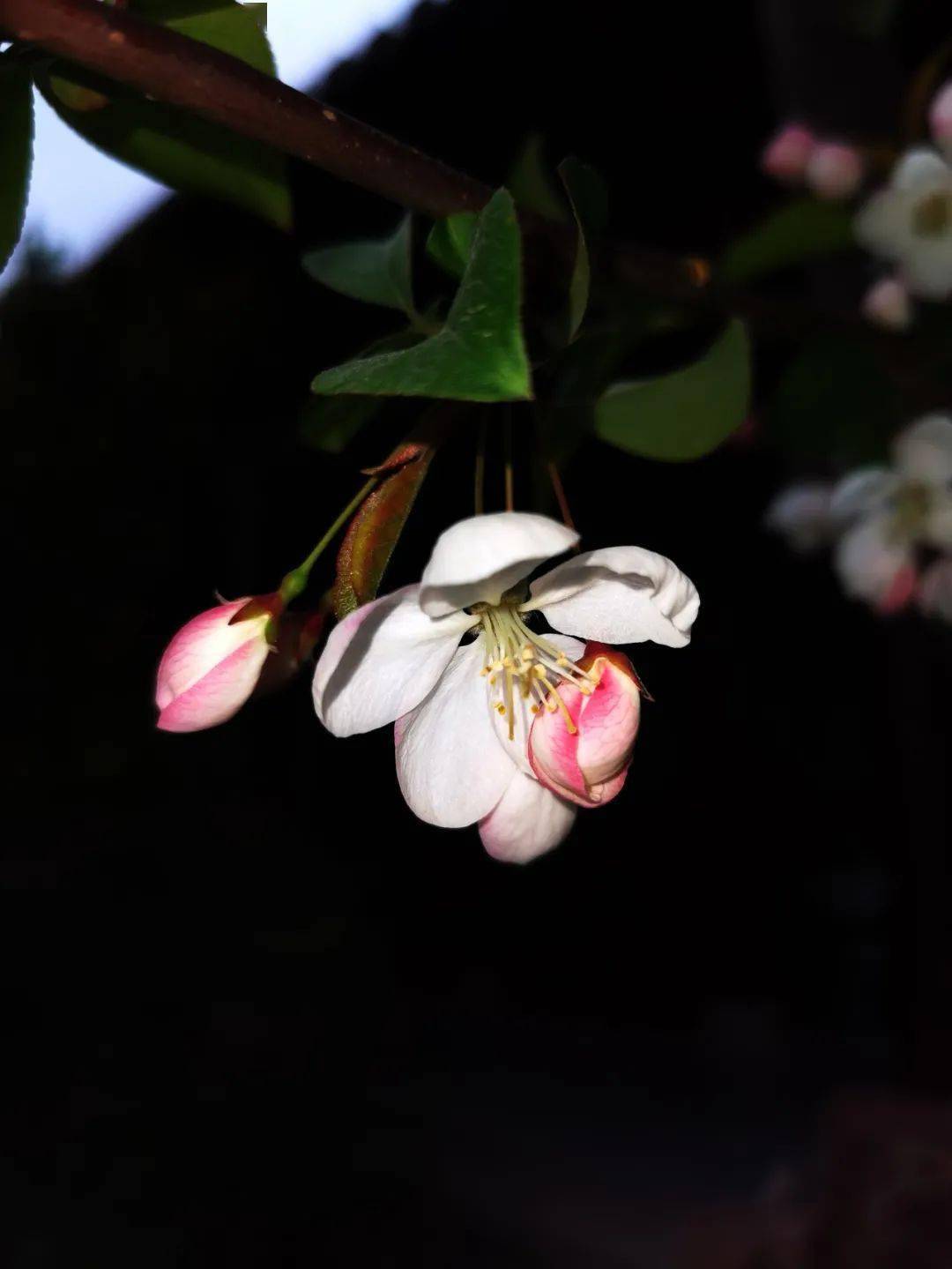 詩意徐州 | 春花秋天二度開_雲龍湖