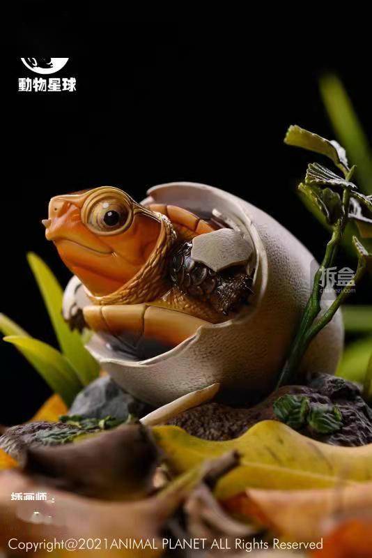 动物星球 名龟图鉴系列 黄缘出壳 迷你仿真模型 潮玩