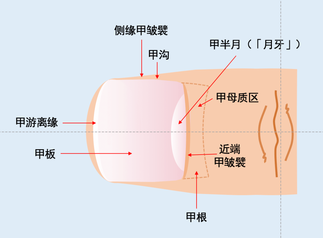 指甲剖析图图片