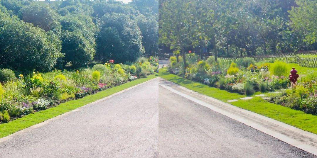 上海植物园主游线打造新景观,秀出不一样的对称美_游客