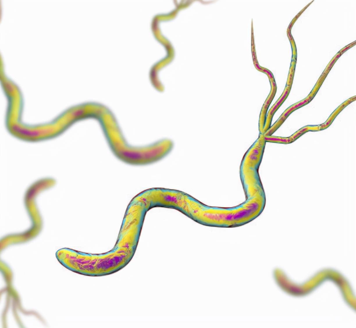 螺旋菌形态图片