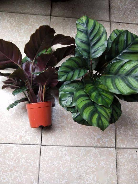 花友分享44种竹芋图鉴让人大开眼界