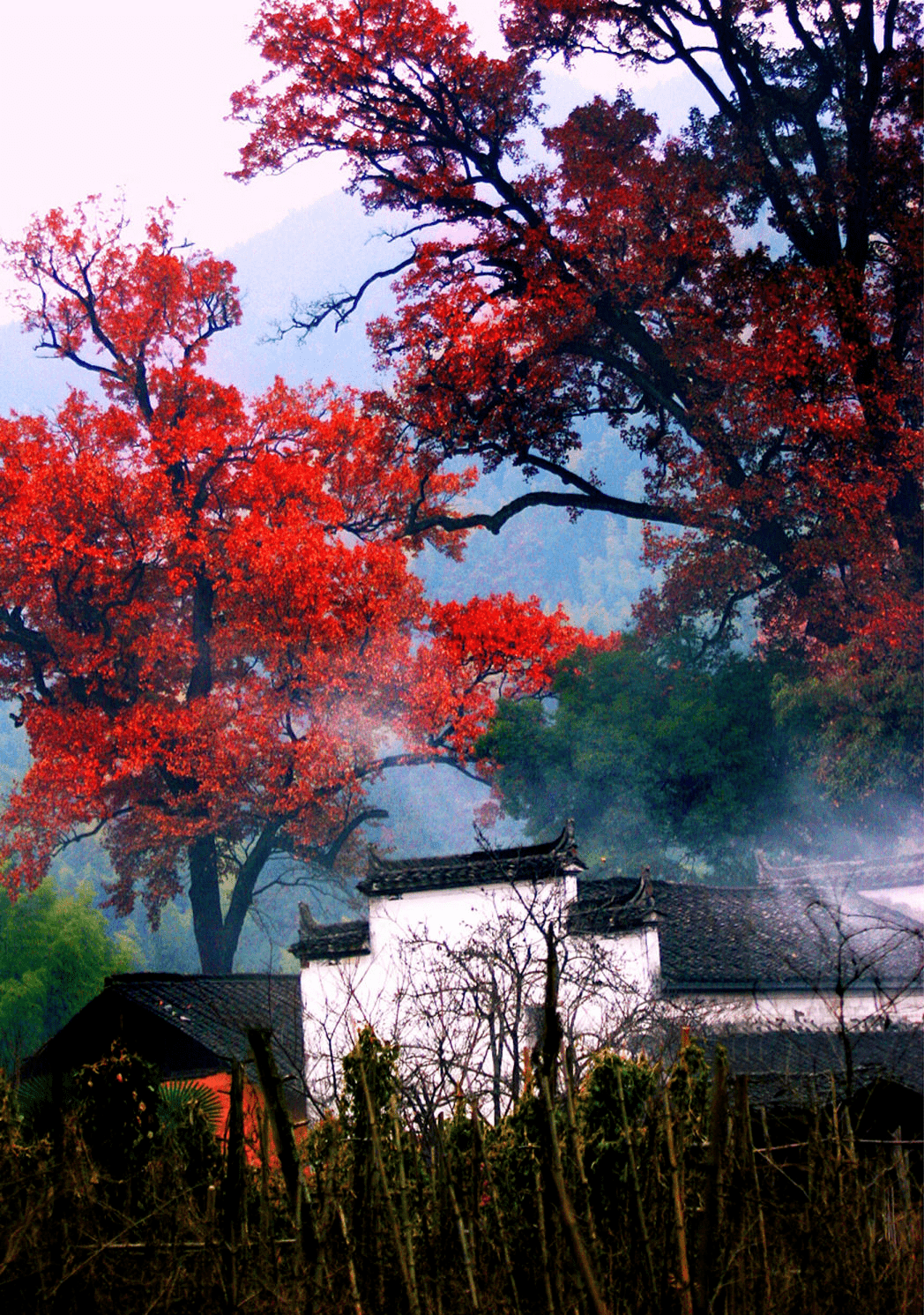 婺源枫叶图片