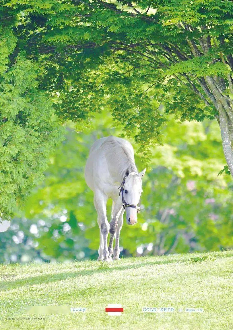 白马|世界最强，马中妲己！日本一本白马写真力压明星夺得销售榜第三名？看完后我理解了…