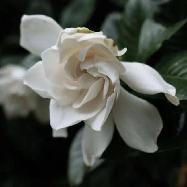 有味|花草果蔬里，日日是好日