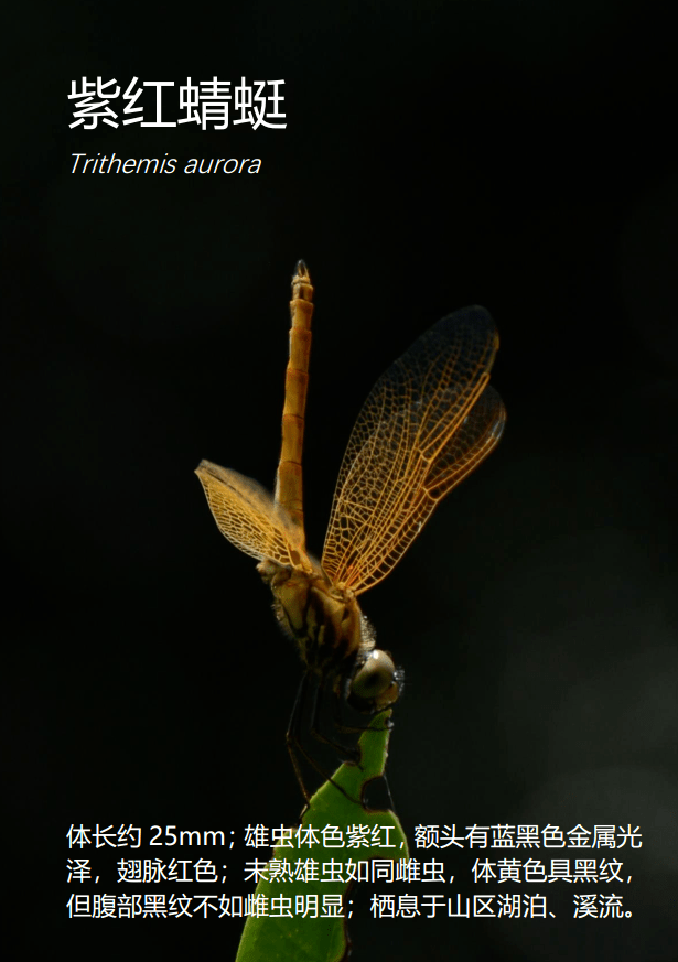 m04鼎脉灰蜻 orthetrum triangulare03碧伟蜓 anax parthenope02蜉蝣