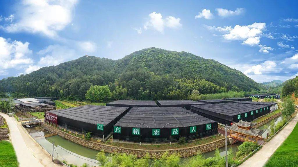 庆元,香菇栽培技术的活态博物馆;庆元香菇,在创新发展上实现绿色崛起