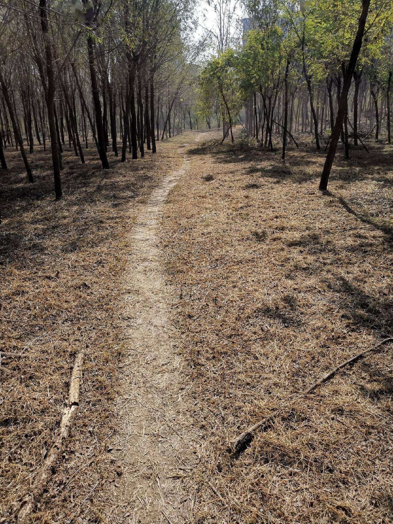 十周年亅艰难钓鱼路我用妙招撬开鲫鱼口