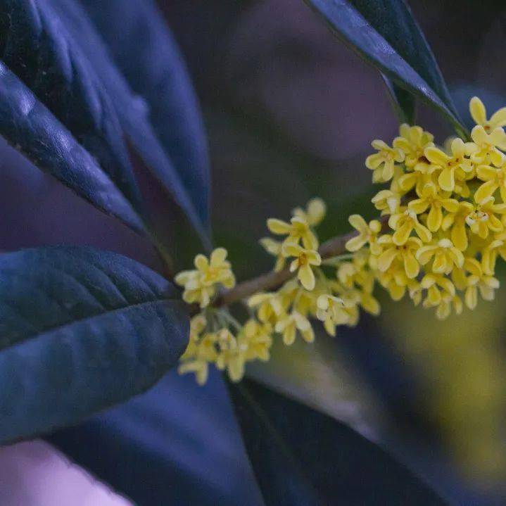 有味|花草果蔬里，日日是好日