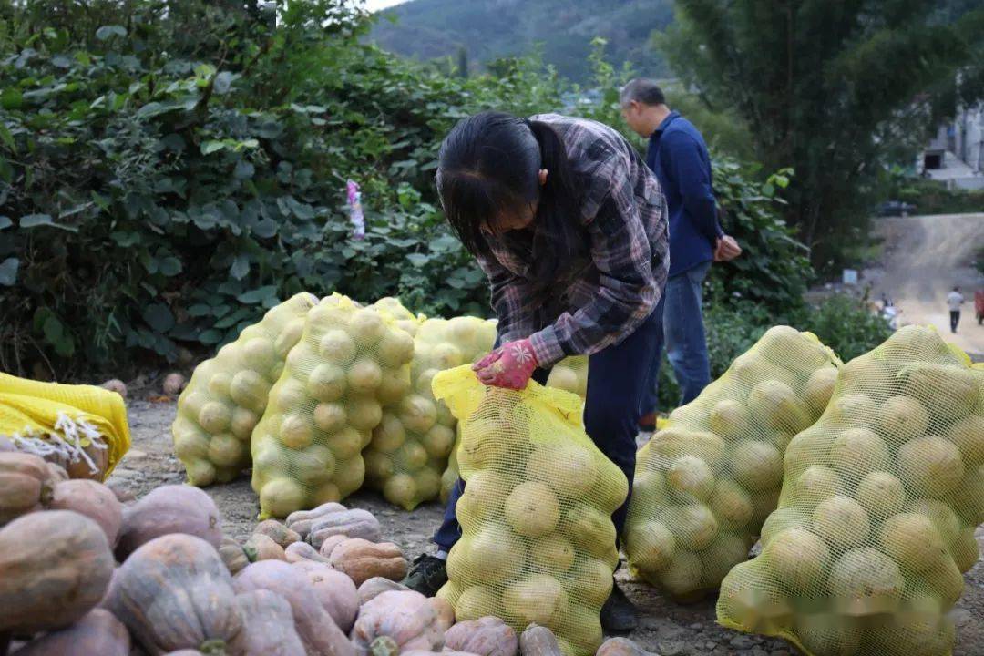 新化镇百坭村烟叶蔬菜轮种大获丰收种植户笑开颜