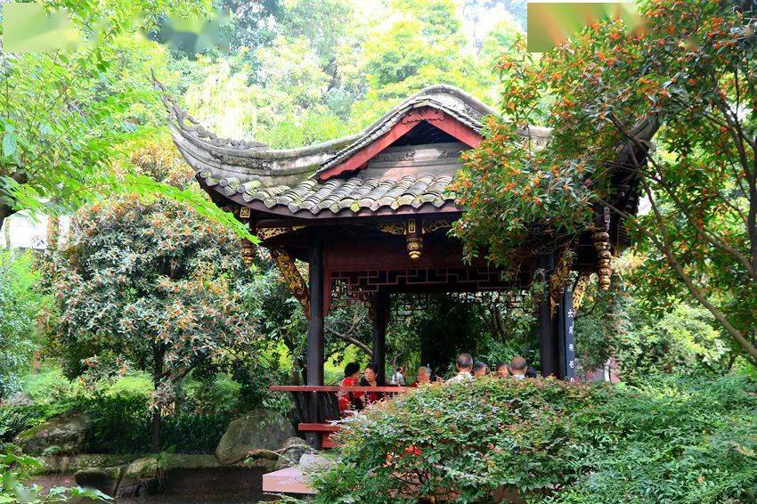 桂花独占三秋压群芳在园林中的应用有