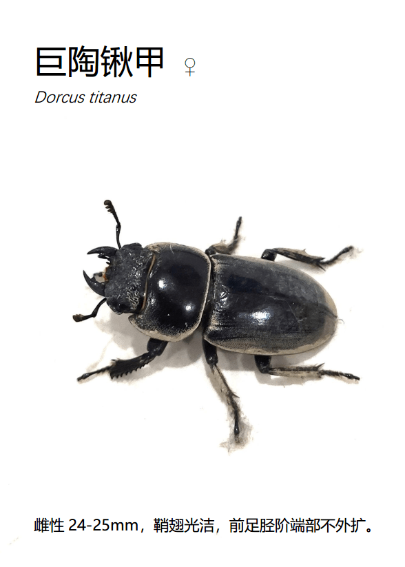 巨陶锹甲 dorcus titanus37黄斑青步甲 chlaenius micans36屁步甲