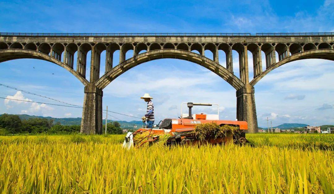 罗定稻米广东丝苗米之臻品