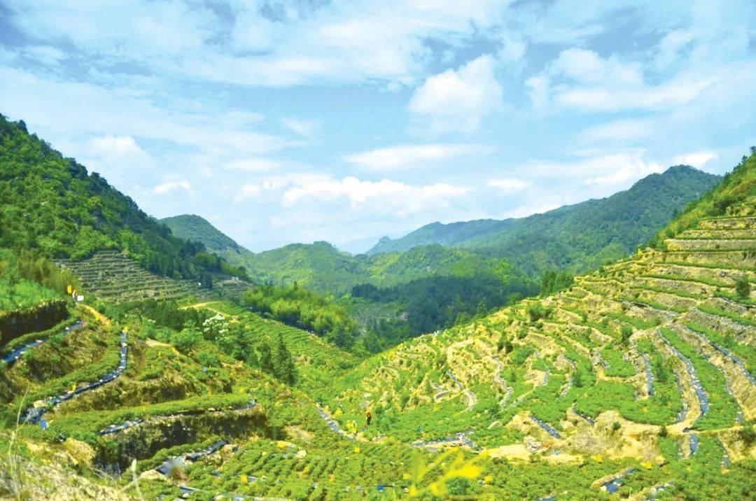 百年看百村主题采访50庄边镇上院村花开深山别样红