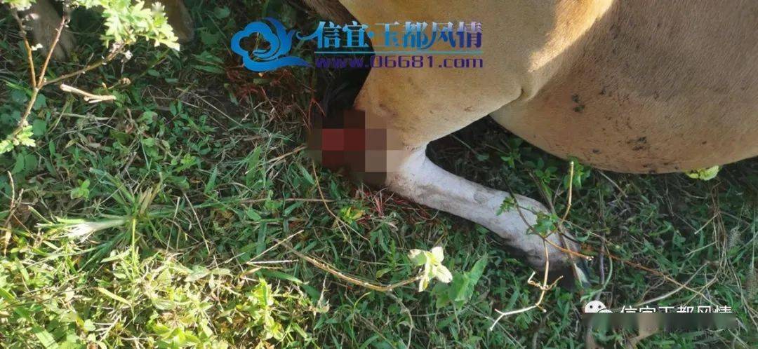 气愤信宜这个村发生牛被人砍四肢行凶者不知所踪