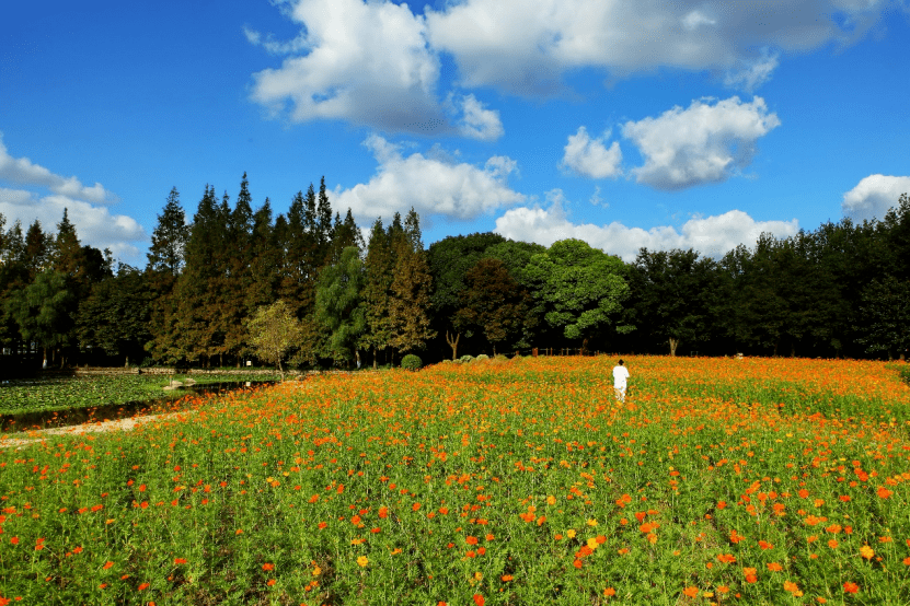 秋高氣爽遊花海這裡的硫華菊波斯菊正在盛放