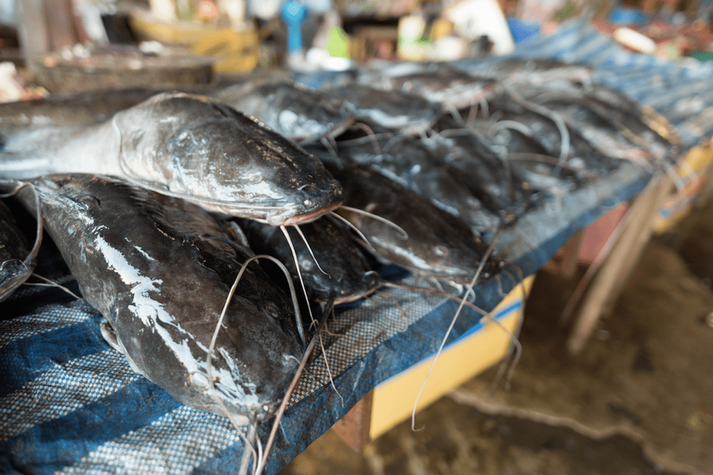 爆发|79人感染7人死亡！致命病菌爆发！厦门人，最近吃鱼要小心！