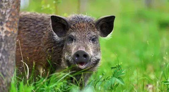 一条野猪横渡黄山区太平湖视频受到广大网友热议