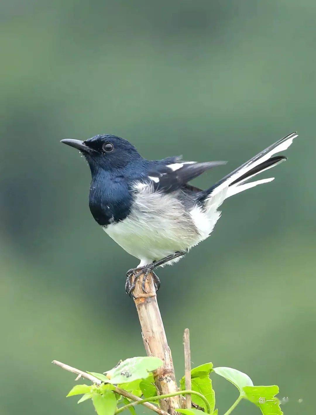 气质不俗的白腰鹊鸲 2020-12-18北红尾鸲靓影 2018-02-25生活图记