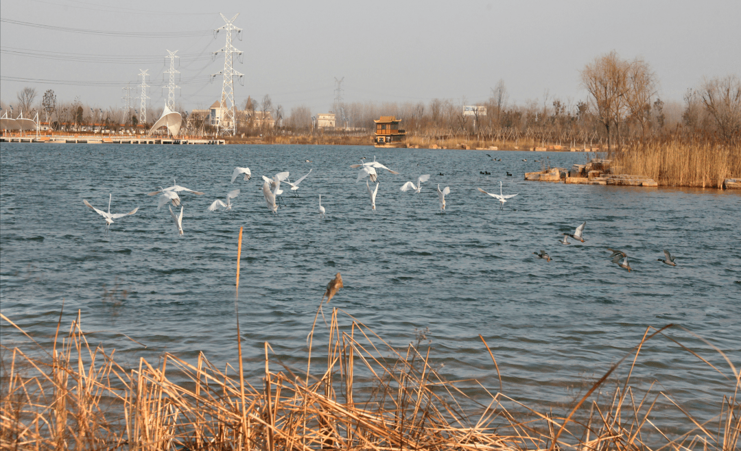 白塘河湿地公园图片