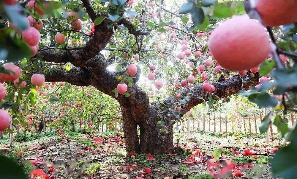 67苹果届的"祖师爷",快来围观"中国现存最长树龄苹果树"!_登州