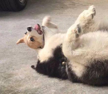 崩溃主人领回了只柯基，没想到二哈就不淡定了，下一秒差点要了狗命！