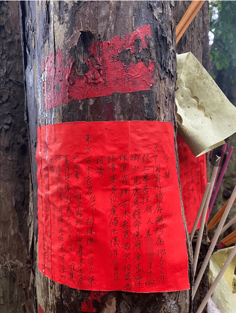 古树上也贴着一些红纸,上面写有祈求古树保佑之类的话语.