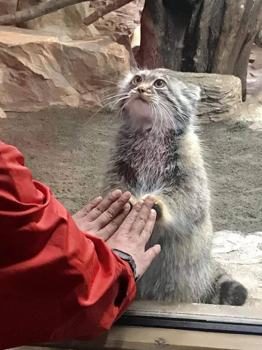 兔猻獨愛飼養員小姐姐手貼手不夠還要深情對視畫面好蘇