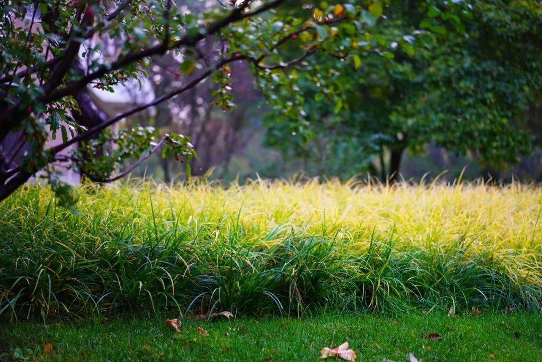锋芒有十分颜色便要展露十分草低埋故迹幽径藏绮梦我观园中景化作笔端行