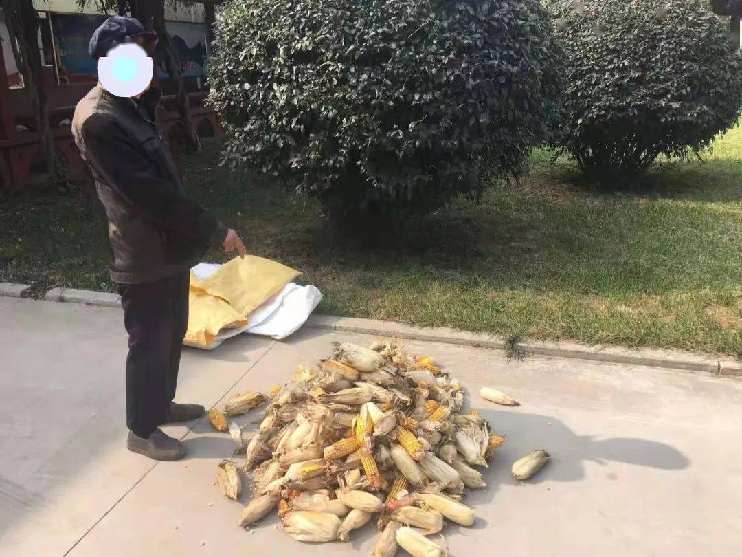 不足百元小利换来5日拘留田柳派出所破获一起偷玉米案