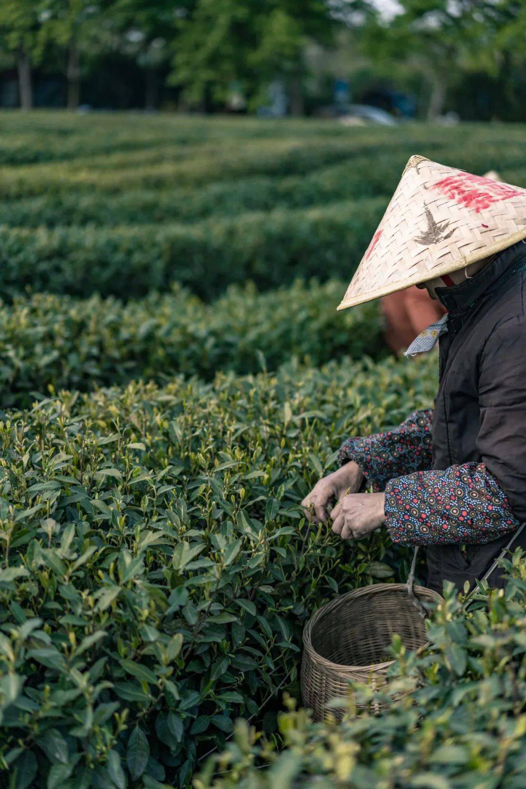 西湖|元旦可用，私享西湖边避世秘境，百亩茶园溪流环绕，270°坐拥无敌视野！